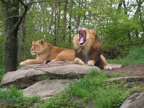 Liūtys,  Pitsburge,  Zoologijos Sodas,  Liūtai