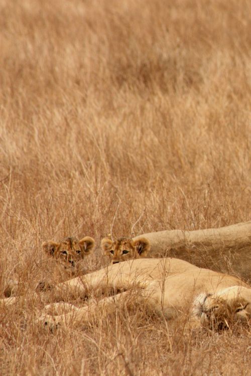 Liūtas,  Gyvūnas,  Šeima,  Laukiniai,  Žinduolis,  Safari,  Afrika,  Kelionė,  Kenya,  Tsavo,  Nuotykis,  Tyrinėti,  Liūtai