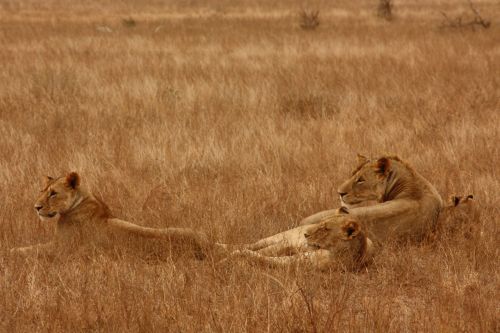 Liūtas,  Gyvūnas,  Šeima,  Laukiniai,  Žinduolis,  Safari,  Afrika,  Kelionė,  Kenya,  Tsavo,  Nuotykis,  Tyrinėti,  Liūtai