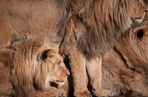 Liūtai,  Gyvūnai,  Kailiai,  Zoo,  Pobūdį,  Žinduolis,  Katė,  Gyvūnijos,  Lauko,  Safari,  Afrikoje,  Dykuma