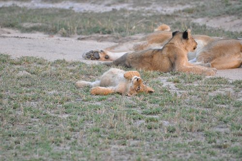 Liūtai,  Pietų Afrika,  Safari