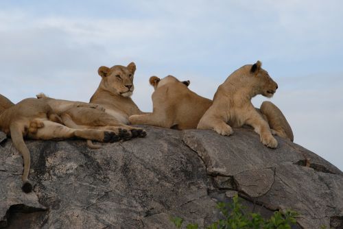 Liūtys, Serengeti, Tanzanija, Afrika, Liūtas, Laukinė Gamta, Plėšrūnas, Savana, Pasididžiavimas, Žinduolis, Kailis, Pavojingas, Katė, Liūtas, Kačių, Dykuma, Mėsėdis, Gyvūnai, Aplinka