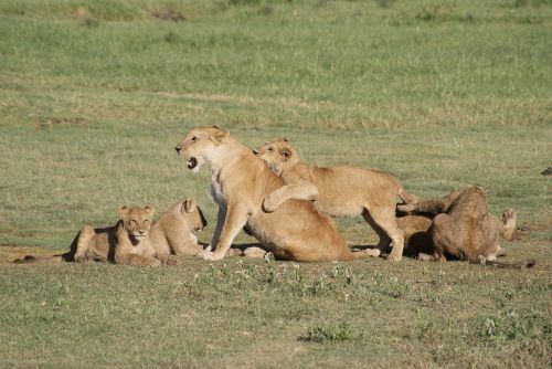 Liūtys, Afrika, Gyvūnai