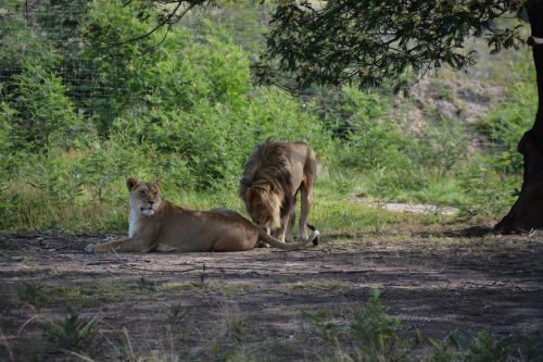 Liūtai Pora, Pietų Afrika, Nacionalinis Parkas, Afrika, Laukiniai
