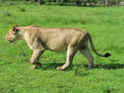 Liūtys, Tanzanija, Gyvūnas, Laukiniai, Fauna, Tredator, Serengeti, Didelis