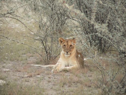 Liūto Rupūžė, Krūmas, Krūmai, Namibija