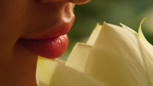 Lūpos,  Lotus,  Gėlė,  Iš Arti