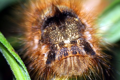 Liszka,  Vabzdys,  Caterpillar,  Makro,  Pobūdį,  Iš Arti