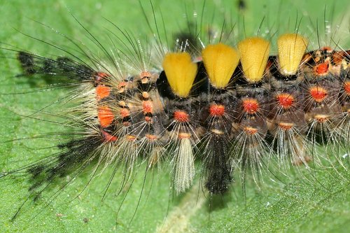 Liszka,  Makro,  Iš Arti,  Pobūdį,  Caterpillar,  Plaukuotas