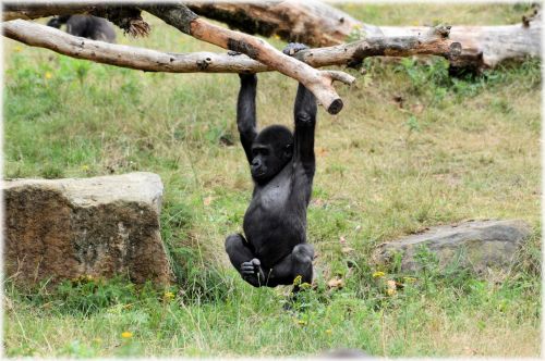 Gorila,  Beždžionė,  Zoologijos Sodas,  Gyvūnas,  Mažasis Berniukas 01