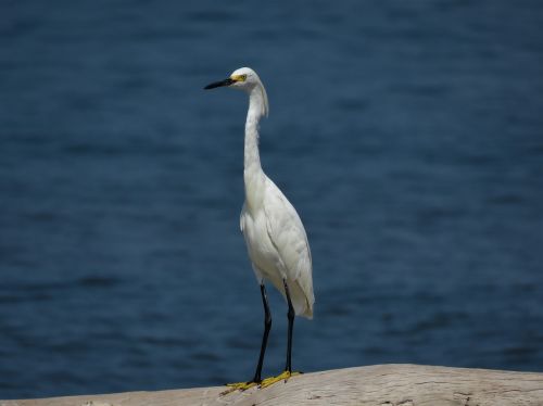 Maža Egret, Balta Paukštis, Paplūdimio Paukštis, Birding