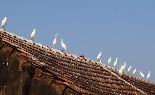 Maža Egret, Paukštis, Egret, Egretta Garzetta, Wader, Ornitologija, Balta, Fauna, Stogas, Plytelėmis, Tadri, Karnataka, Indija