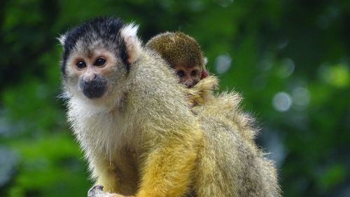 Maža Bezdžionė, Beždžionė, Motina Ir Vaiku, Apenheul, Gyvūnas, Mielas, Gamta, Saldus, Beždžionės, Atsipalaidavęs, Zoologijos Sodas