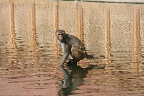 Maža Bezdžionė,  Žinduolis,  Gyvūnas,  Indija,  Beždžionė Į Vandenį
