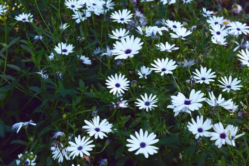 Balta,  Gėlės,  Žiedlapiai,  Gamta,  Žydėti,  Sodas,  Mažos Baltos Gėlės 10