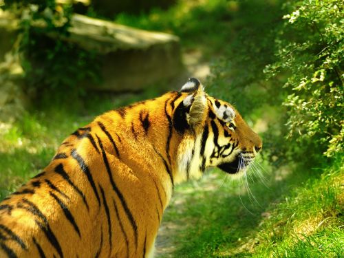 Gyvoji Gamta,  Žinduoliai,  Tigras,  Be Honoraro Mokesčio