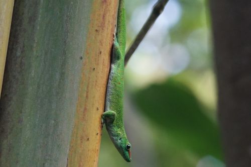 Driežas, Skalė, Madagaskaro Dienos Gecko, Žalias