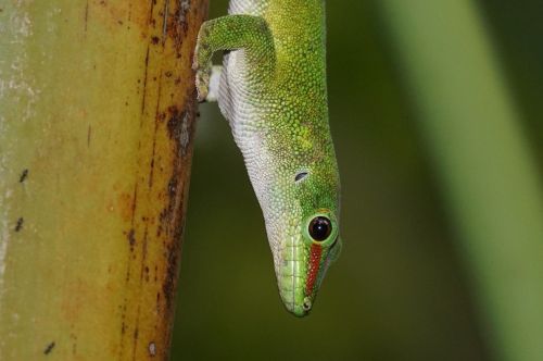 Driežas, Skalė, Madagaskaro Dienos Gecko, Žalias