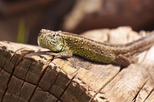 Driežas, Fauna, Gyvūnų Pasaulis, Gamta, Ropliai, Gyvūnas, Sodas