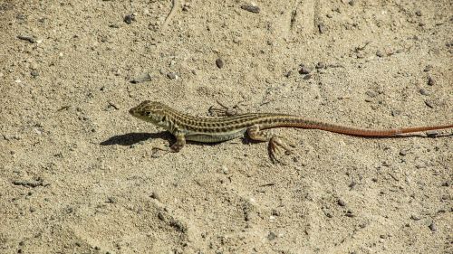 Driežas, Acanthodactylus Schreiberi, Ropliai, Smėlis, Laukinė Gamta, Gamta, Fauna, Kipras