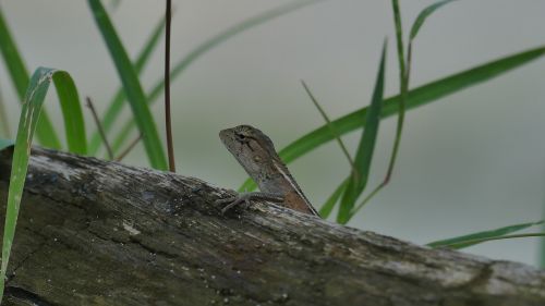 Driežas, Gyvūnas, Gyvūnų Pasaulis, Gamta, Tailandas, Medis, Mediena