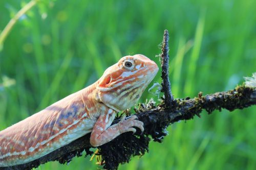 Driežas, Gamta, Šilkas, Ropliai, Akis, Galva, Padaras, Fauna, Patinas, Oda, Zoologija, Pavasaris, Spalvinga, Geltona, Reptilian, Plėšrūnas, Natūralus, Laukinė Gamta, Gyvūnas, Laukiniai, Šilko Atgal, Zoologijos Sodas, Jaunas, Džiunglės, Amfibija, Laukiniai Gyvūnai, Barzdotas Drakonas, Rūšis, Gamtos Apsauga, Raudona, Nykstantis