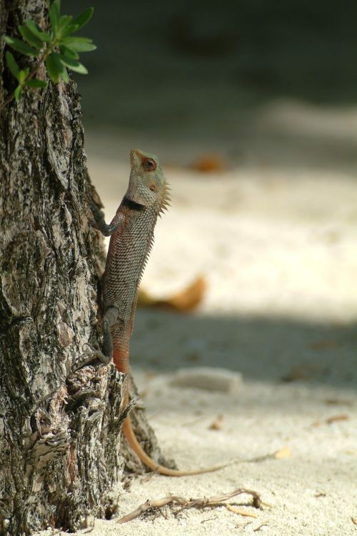 Driežas, Gecko, Maldyvai