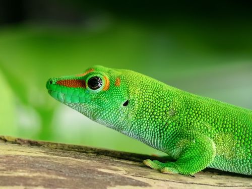Driežas, Madagaskaras, Dienos Gecko, Skalė, Žalias, Ropliai, Pangolinas, Žurnalas, Gyvūnas