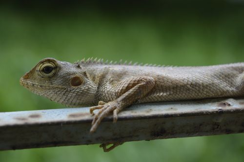 Driežas,  Chameleonas,  Ropliai,  Gyvūnas,  Laukinė Gamta,  Gamta,  Laukiniai,  Iš Arti,  Makro,  Pilka,  Padengti,  Be Honoraro Mokesčio