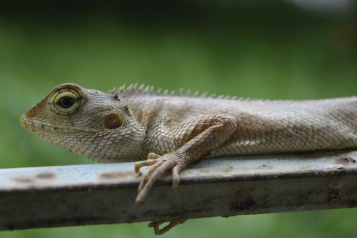 Driežas,  Chameleonas,  Ropliai,  Gyvūnas,  Laukinė Gamta,  Gamta,  Laukiniai,  Iš Arti,  Makro,  Pilka,  Padengti,  Be Honoraro Mokesčio