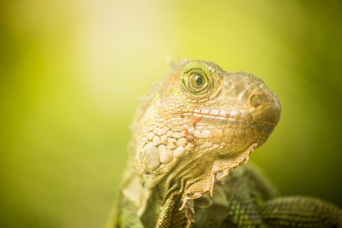 Driežas,  Reptilia,  Gamta,  Laukinis Gyvenimas,  Atogrąžų,  Animalia,  Lauke,  Laukiniai,  Be Honoraro Mokesčio