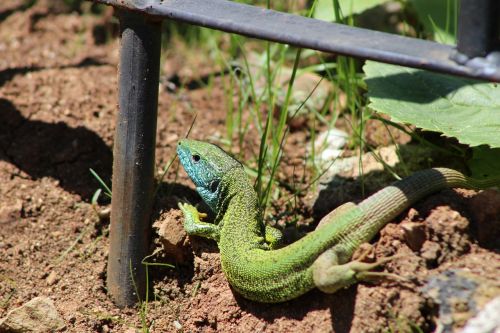 Driežas, Reptilian, Žalias