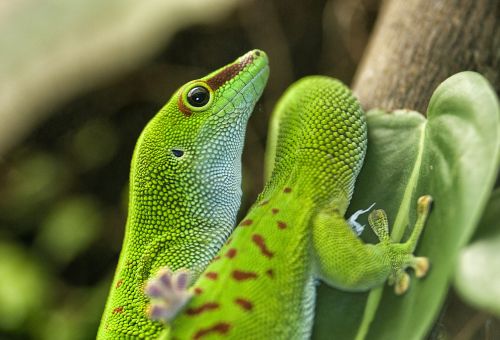 Driežas, Žalias, Ropliai, Phelsuma, Madagaskaras, Dienos Gecko, Gyvūnas