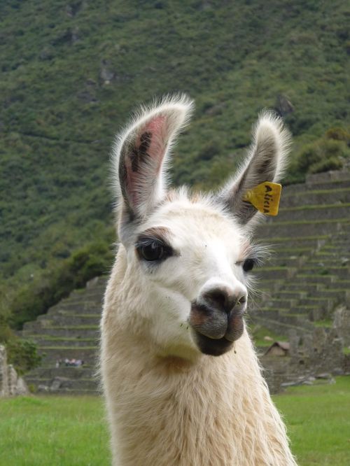 Lama, Peru, Šventasis Slėnis, Maču Pikču, Portretas