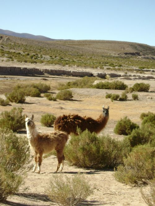 Lama, Gyvūnas, Gamta, Fauna, Argentina, Turistinis