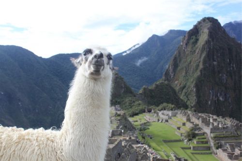 Lama, Maču Pikču, Peru, Gyvūnas, Kraštovaizdis, Kalnai, Žalias, Žolė