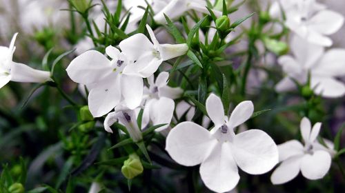 Lobelia, Lobelia Przylądkowa, Augalų Balkonowa, Ornamentas, Gėlė, Balta Spalva