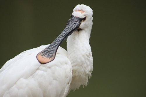 Löffler, Gyvūnas, Zoologijos Sodas, Gyvūnų Pasaulis, Balta, Paukštis, Gamta