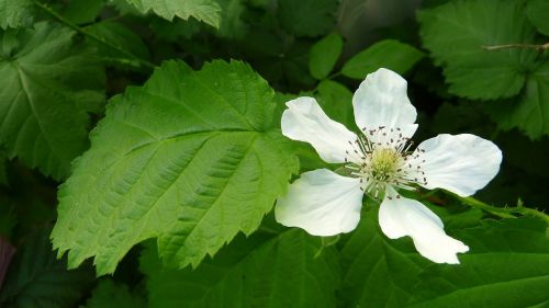 Loganberry, Gėlė, Vaisiai, Augalas