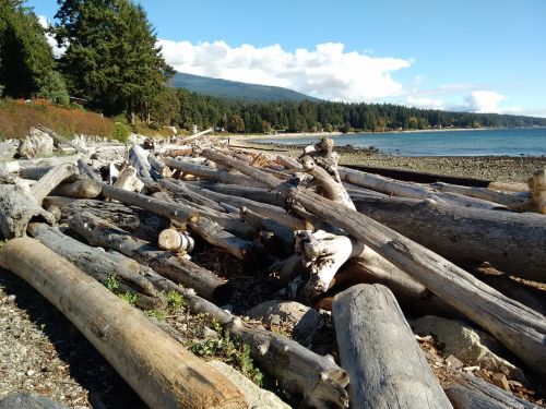 Rąstai, Papludimys, Beachcomber, Driftwood, Mediena, Medienos Ruoša, Vandenynas, Medžiai