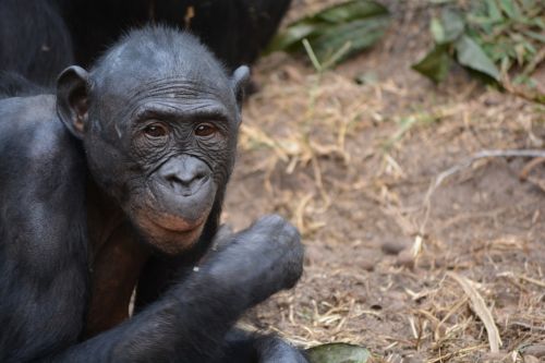 Lola Ya Bonobo, Demokratinė Kongo Respublika, Kinshasa, Afrika, Ape, Gamta, Pan, Paniscus, Primatas, Laukinė Gamta