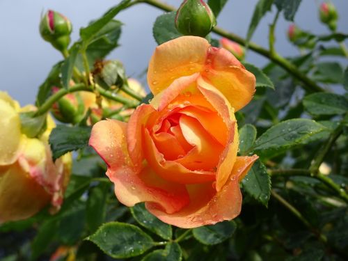 Londonas, Kew Sodai, Gėlė, Rožė, Oranžinė, Saulėtą Burtą