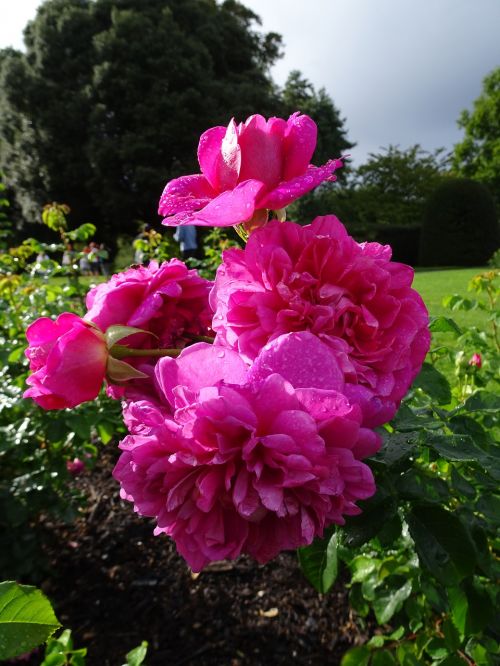 Londonas, Kew Sodai, Gėlės, Rožė