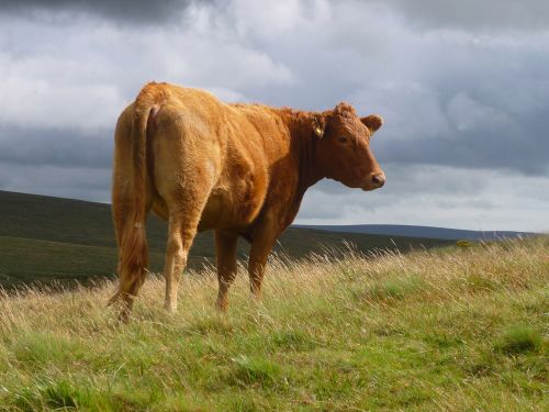 Karvė,  Galvijai,  Dartmoor,  Atostogos,  Gyvuliai,  Vieni Galvijai