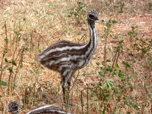 Emu,  Viščiukas,  Paukštis,  Australia,  Laukinė Gamta,  Ilga Kojos Emu Viščiukas