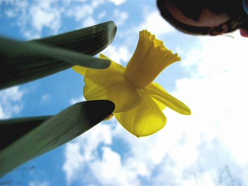 Daffodil,  Gėlė,  Geltona,  Pavasaris,  Augti,  Augalas,  Lemputė,  Dangus,  Atrodo,  Perspektyva,  Pažvelk Į Narcizą