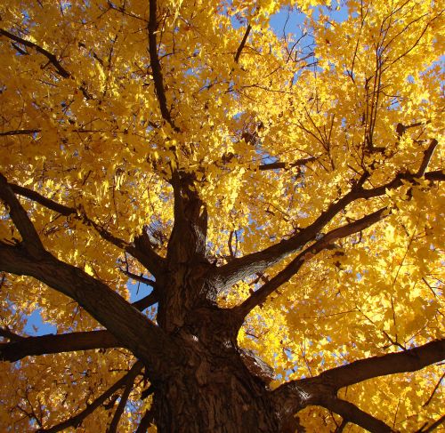 Medis,  Ieškokite & Nbsp,  Žemė,  Auksinis,  Lapai,  Kritimas,  Sezoninis,  Gamta,  Pažvelgęs Į Medį 1