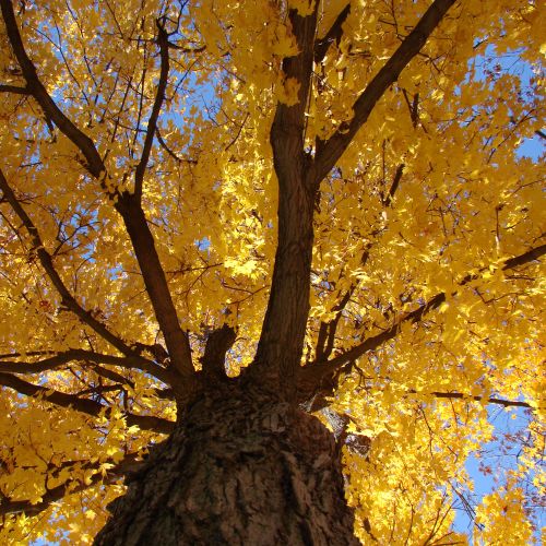 Medis,  Ieškokite & Nbsp,  Žemė,  Auksinis,  Lapai,  Kritimas,  Sezoninis,  Gamta,  Ieško Medžio 2