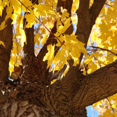 Medis,  Ieškokite & Nbsp,  Žemė,  Auksinis,  Lapai,  Kritimas,  Sezoninis,  Gamta,  Ieško Medžio 3