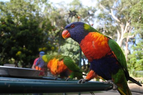 Lorikeet, Gyvūnas, Paukštis